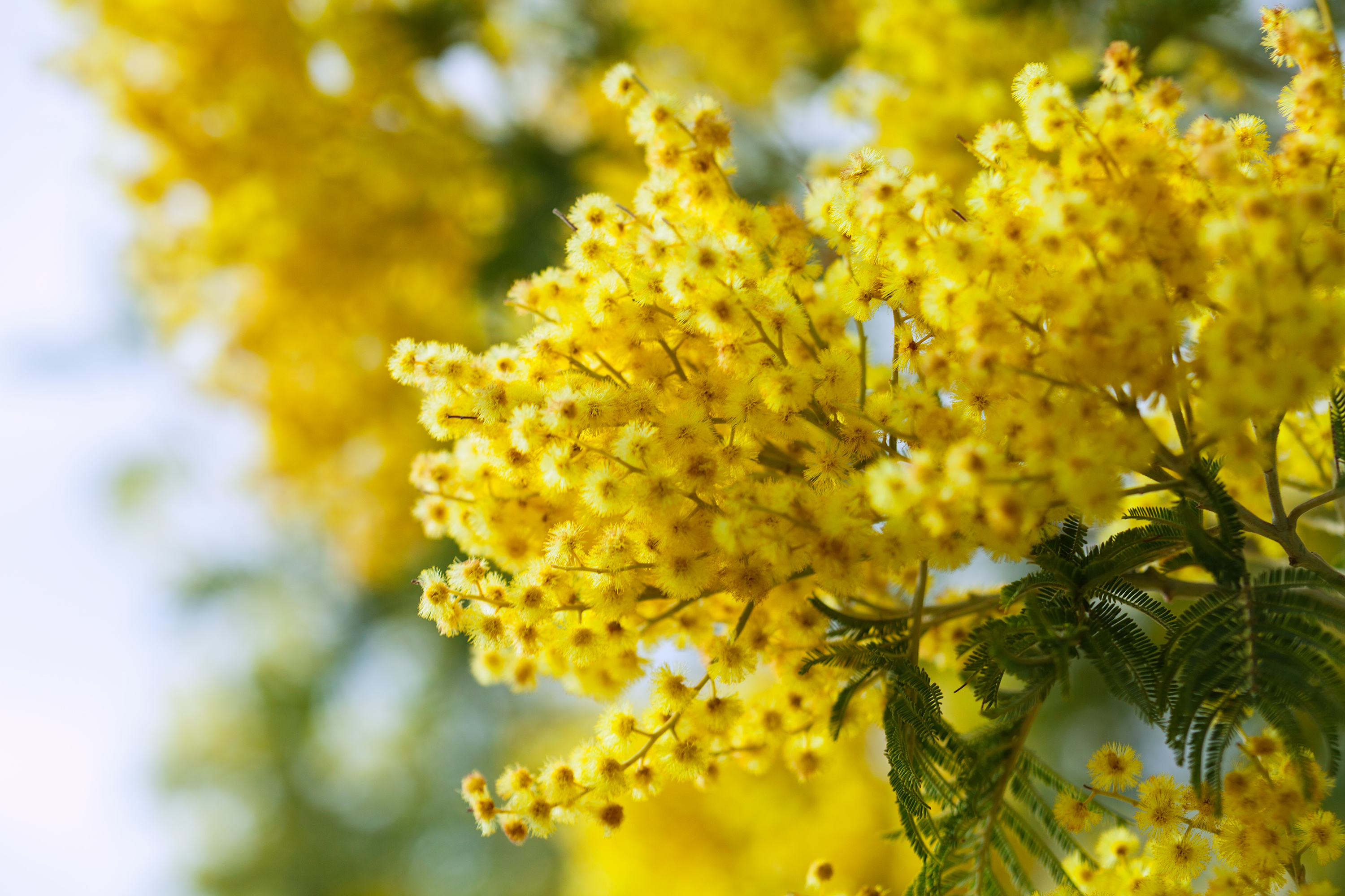 Dal giallo delle mimose al rosso dell'amore. Una riflessione sulla violenza di genere